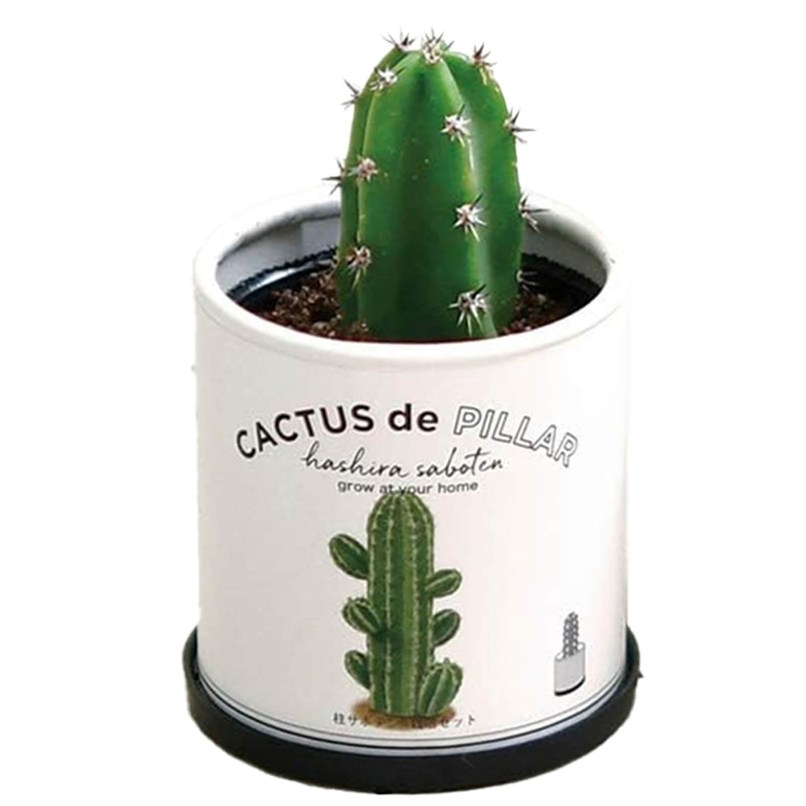 Amazon.co.jp: 聖新陶芸 通年 家庭菜園 簡単 栽培キット ゆったり